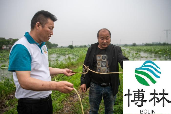 白水林（右）正在查看藕带生长状况。新华社记者伍志尊 摄