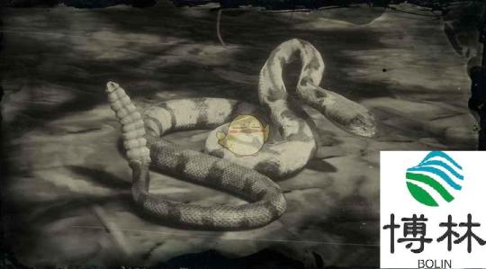 《荒野大镖客2》木纹响尾蛇图鉴一览