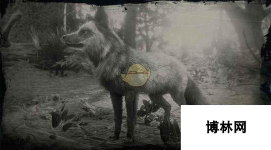 荒野大镖客2银狐图鉴 探索荒野中的神秘生物